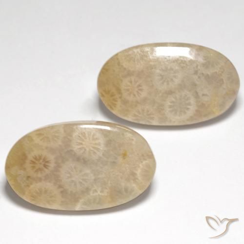 Shop natural 21.21ct マルチカラー 化石サンゴ gems, 楕円形, from インドネシア at GemSelect. In stock, global shipping!