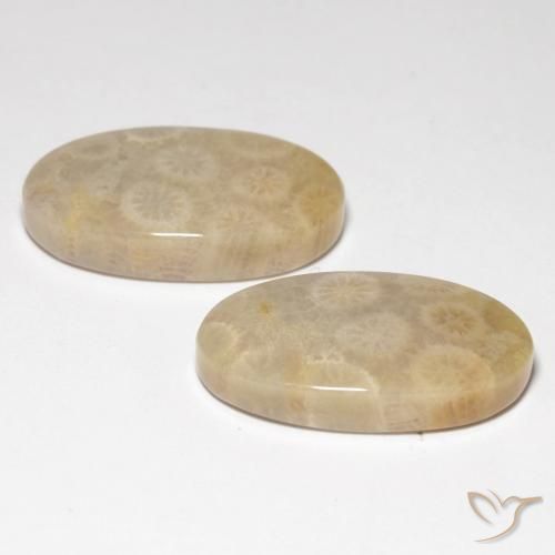 Shop natural 21.21ct マルチカラー 化石サンゴ gems, 楕円形, from インドネシア at GemSelect. In stock, global shipping!