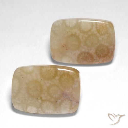 Shop natural 26.04ct マルチカラー 化石サンゴ gems, クッション, from インドネシア at GemSelect. In stock, global shipping!