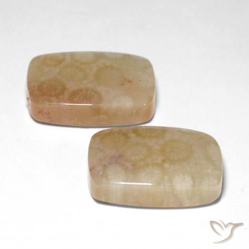 Shop natural 26.04ct マルチカラー 化石サンゴ gems, クッション, from インドネシア at GemSelect. In stock, global shipping!