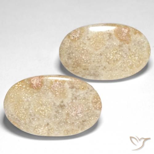 Shop natural 29.31ct マルチカラー 化石サンゴ gems, 楕円形, from インドネシア at GemSelect. In stock, global shipping!
