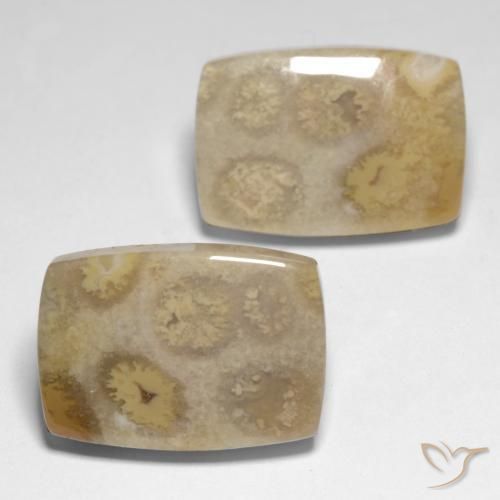 Shop natural 23.83ct マルチカラー 化石サンゴ gems, クッション, from インドネシア at GemSelect. In stock, global shipping!