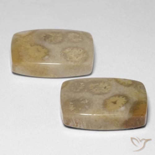 Shop natural 23.83ct マルチカラー 化石サンゴ gems, クッション, from インドネシア at GemSelect. In stock, global shipping!