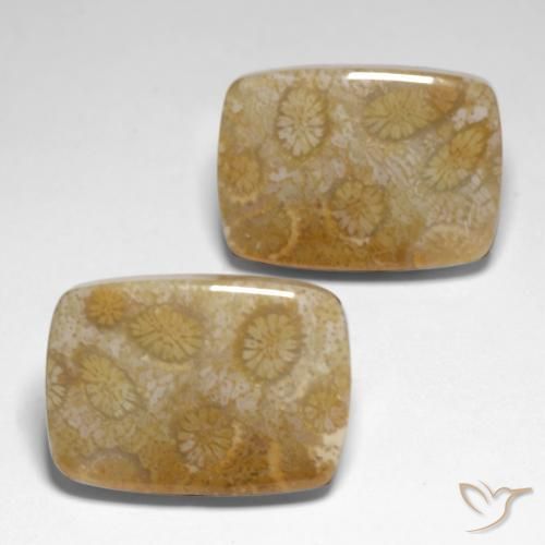 Shop natural 34.24ct マルチカラー 化石サンゴ gems, クッション, from インドネシア at GemSelect. In stock, global shipping!
