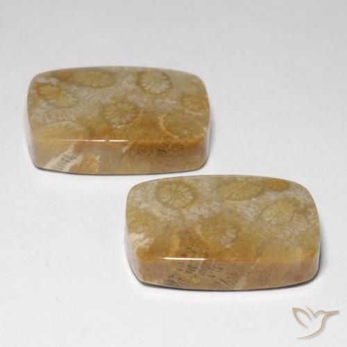 Shop natural 34.24ct マルチカラー 化石サンゴ gems, クッション, from インドネシア at GemSelect. In stock, global shipping!