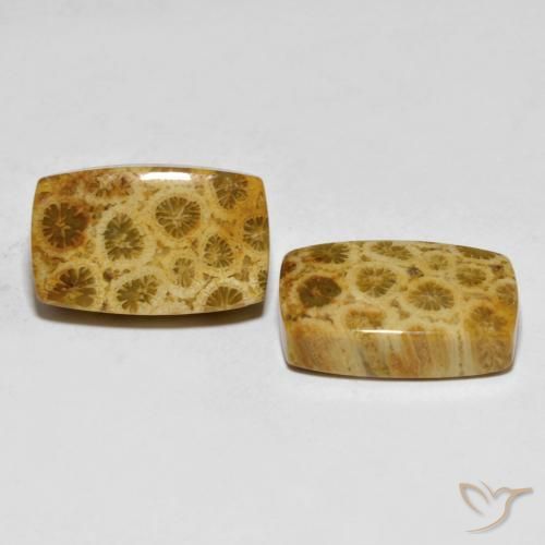 Shop natural 25.29ct マルチカラー 化石サンゴ gems, クッション, from インドネシア at GemSelect. In stock, global shipping!