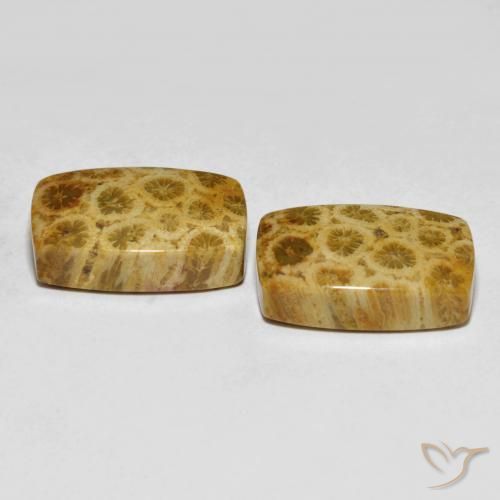 Shop natural 25.29ct マルチカラー 化石サンゴ gems, クッション, from インドネシア at GemSelect. In stock, global shipping!