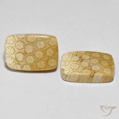 Shop natural 33.38ct マルチカラー 化石サンゴ gems, クッション, from インドネシア at GemSelect. In stock, global shipping!