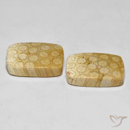 Shop natural 33.38ct マルチカラー 化石サンゴ gems, クッション, from インドネシア at GemSelect. In stock, global shipping!