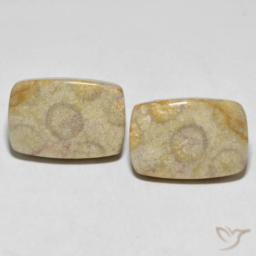 Shop natural 30.24ct マルチカラー 化石サンゴ gems, クッション, from インドネシア at GemSelect. In stock, global shipping!
