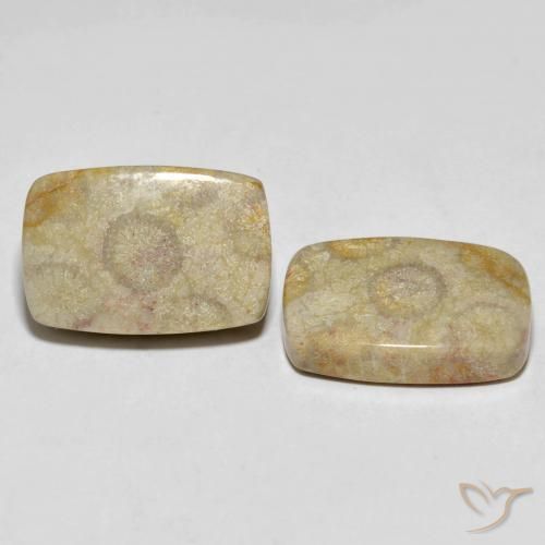 Shop natural 30.24ct マルチカラー 化石サンゴ gems, クッション, from インドネシア at GemSelect. In stock, global shipping!