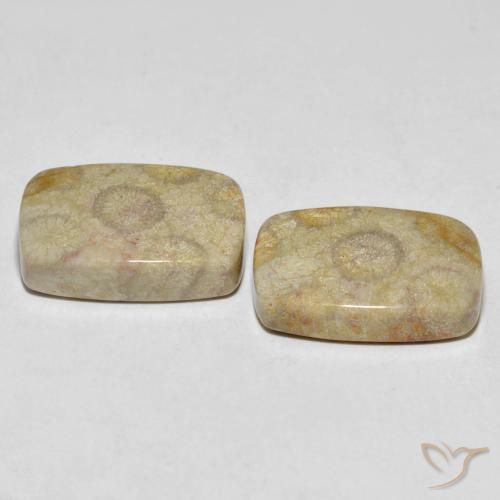 Shop natural 30.24ct マルチカラー 化石サンゴ gems, クッション, from インドネシア at GemSelect. In stock, global shipping!