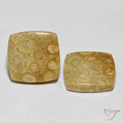 Shop natural 24.61ct マルチカラー 化石サンゴ gems, クッション, from インドネシア at GemSelect. In stock, global shipping!