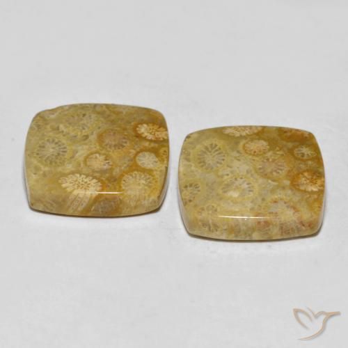Shop natural 24.61ct マルチカラー 化石サンゴ gems, クッション, from インドネシア at GemSelect. In stock, global shipping!