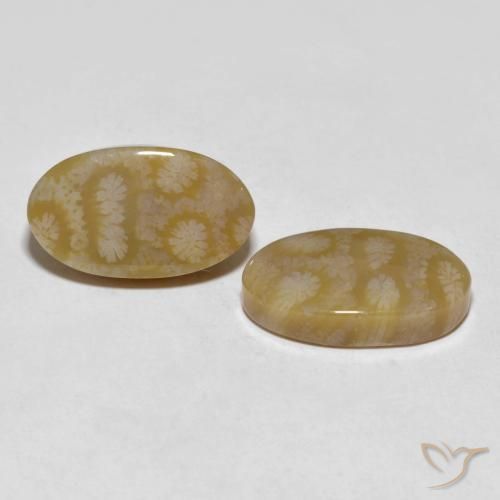 Shop natural 20.80ct マルチカラー 化石サンゴ gems, 楕円形, from インドネシア at GemSelect. In stock, global shipping!