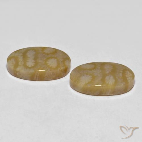 Shop natural 20.80ct マルチカラー 化石サンゴ gems, 楕円形, from インドネシア at GemSelect. In stock, global shipping!