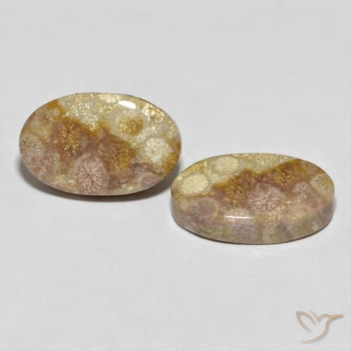Shop natural 35.47ct マルチカラー 化石サンゴ gems, 楕円形, from インドネシア at GemSelect. In stock, global shipping!