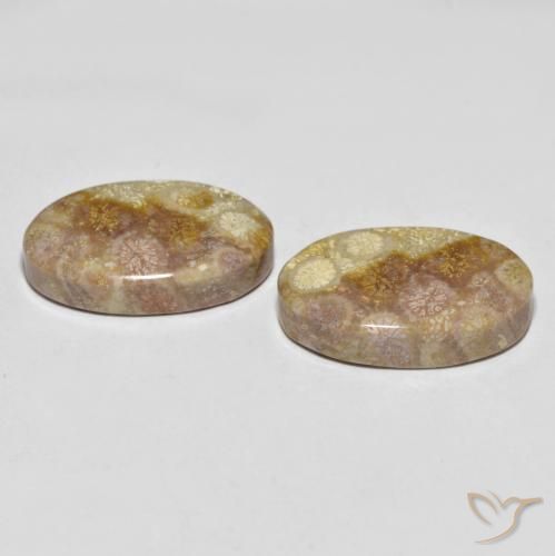 Shop natural 35.47ct マルチカラー 化石サンゴ gems, 楕円形, from インドネシア at GemSelect. In stock, global shipping!