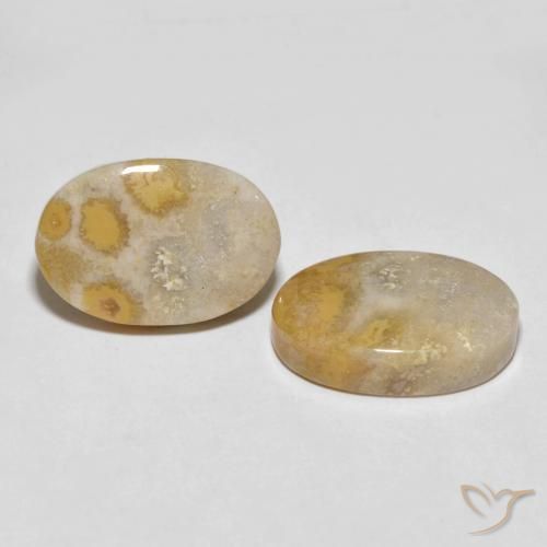 Shop natural 25.55ct マルチカラー 化石サンゴ gems, 楕円形, from インドネシア at GemSelect. In stock, global shipping!