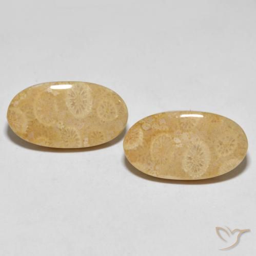 Shop natural 27.45ct マルチカラー 化石サンゴ gems, 楕円形, from インドネシア at GemSelect. In stock, global shipping!
