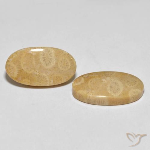 Shop natural 27.45ct マルチカラー 化石サンゴ gems, 楕円形, from インドネシア at GemSelect. In stock, global shipping!
