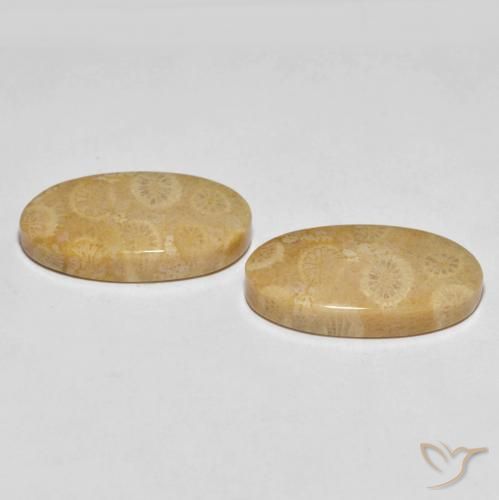 Shop natural 27.45ct マルチカラー 化石サンゴ gems, 楕円形, from インドネシア at GemSelect. In stock, global shipping!