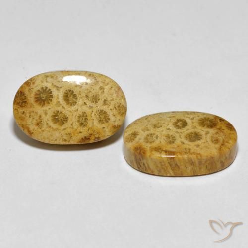 Shop natural 29.82ct マルチカラー 化石サンゴ gems, 楕円形, from インドネシア at GemSelect. In stock, global shipping!