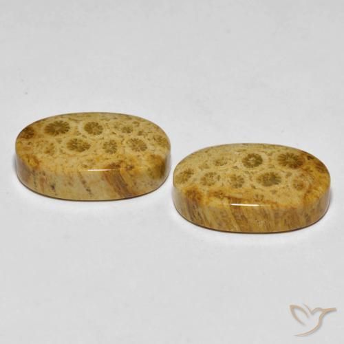 Shop natural 29.82ct マルチカラー 化石サンゴ gems, 楕円形, from インドネシア at GemSelect. In stock, global shipping!