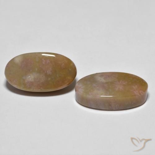 Shop natural 16.71ct マルチカラー 化石サンゴ gems, 楕円形, from インドネシア at GemSelect. In stock, global shipping!