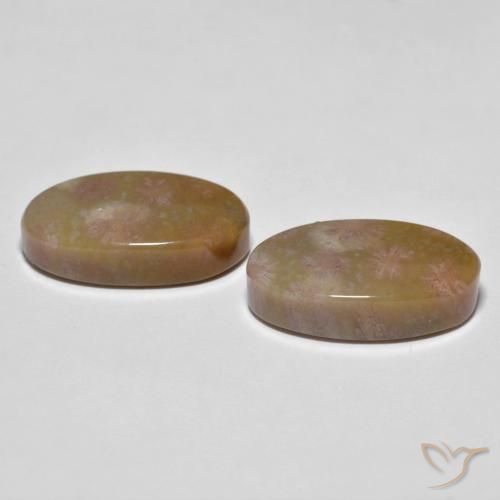 Shop natural 16.71ct マルチカラー 化石サンゴ gems, 楕円形, from インドネシア at GemSelect. In stock, global shipping!