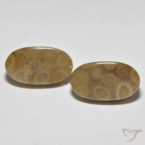 Shop natural 22.01ct マルチカラー 化石サンゴ gems, 楕円形, from インドネシア at GemSelect. In stock, global shipping!