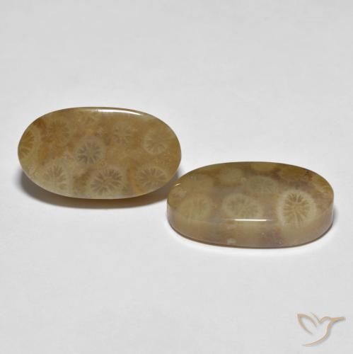 Shop natural 22.01ct マルチカラー 化石サンゴ gems, 楕円形, from インドネシア at GemSelect. In stock, global shipping!