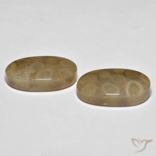 Shop natural 22.01ct マルチカラー 化石サンゴ gems, 楕円形, from インドネシア at GemSelect. In stock, global shipping!