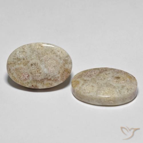 Shop natural 35.42ct マルチカラー 化石サンゴ gems, 楕円形, from インドネシア at GemSelect. In stock, global shipping!