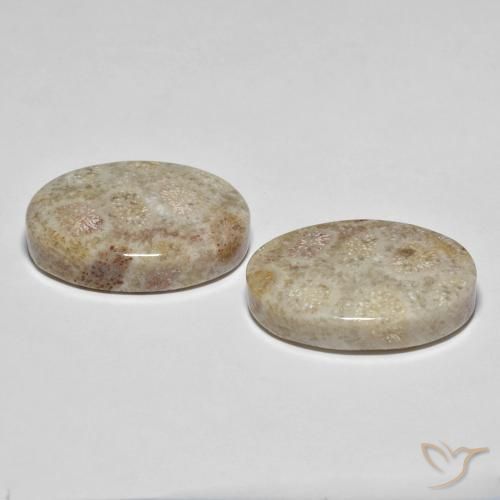 Shop natural 35.42ct マルチカラー 化石サンゴ gems, 楕円形, from インドネシア at GemSelect. In stock, global shipping!