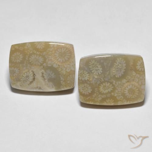 Shop natural 30.23ct マルチカラー 化石サンゴ gems, クッション, from インドネシア at GemSelect. In stock, global shipping!