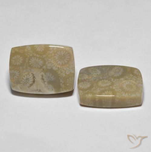 Shop natural 30.23ct マルチカラー 化石サンゴ gems, クッション, from インドネシア at GemSelect. In stock, global shipping!