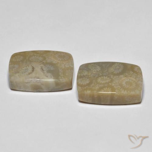 Shop natural 30.23ct マルチカラー 化石サンゴ gems, クッション, from インドネシア at GemSelect. In stock, global shipping!