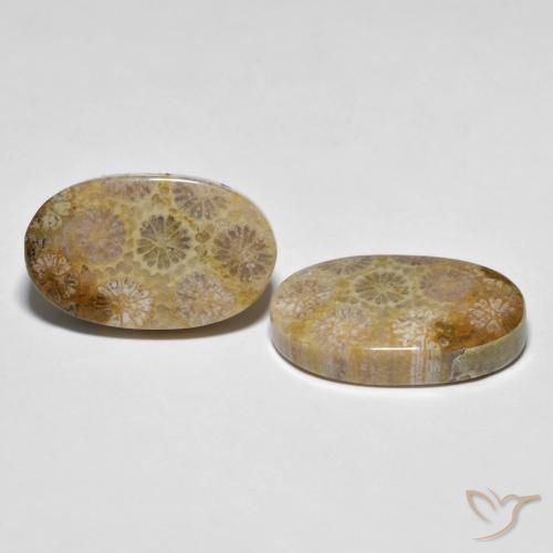 Shop natural 26.38ct マルチカラー 化石サンゴ gems, 楕円形, from インドネシア at GemSelect. In stock, global shipping!