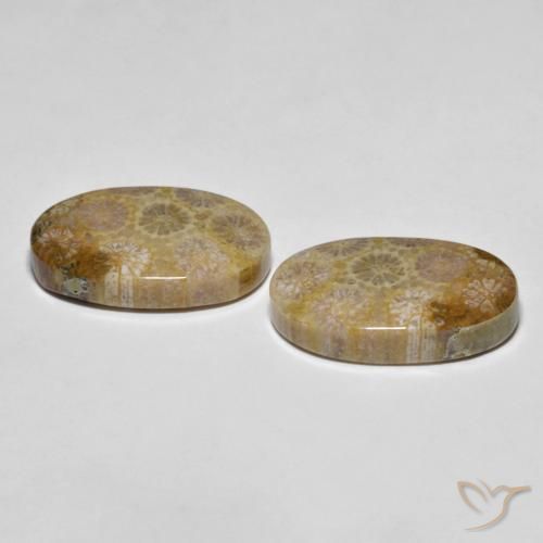Shop natural 26.38ct マルチカラー 化石サンゴ gems, 楕円形, from インドネシア at GemSelect. In stock, global shipping!