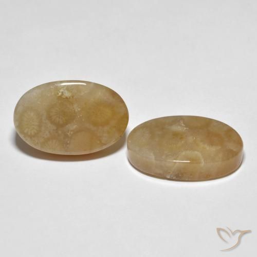 Shop natural 22.89ct マルチカラー 化石サンゴ gems, 楕円形, from インドネシア at GemSelect. In stock, global shipping!