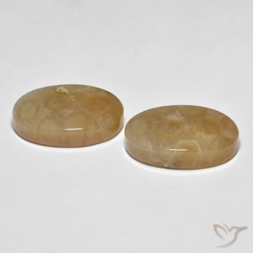 Shop natural 22.89ct マルチカラー 化石サンゴ gems, 楕円形, from インドネシア at GemSelect. In stock, global shipping!