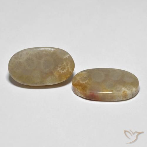 Shop natural 21.87ct マルチカラー 化石サンゴ gems, 楕円形, from インドネシア at GemSelect. In stock, global shipping!