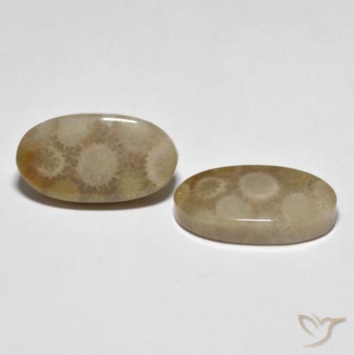 Shop natural 22.28ct マルチカラー 化石サンゴ gems, 楕円形, from インドネシア at GemSelect. In stock, global shipping!
