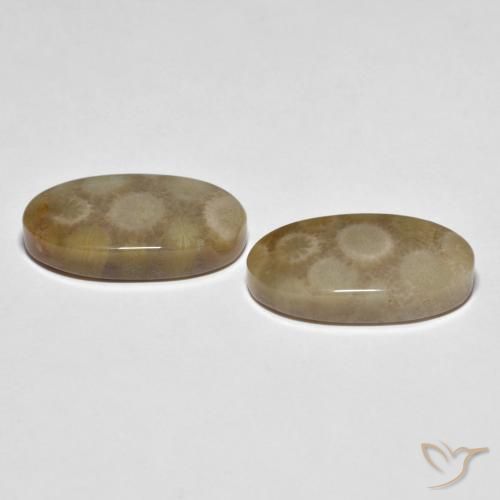 Shop natural 22.28ct マルチカラー 化石サンゴ gems, 楕円形, from インドネシア at GemSelect. In stock, global shipping!
