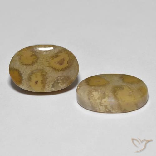 Shop natural 21.52ct マルチカラー 化石サンゴ gems, 楕円形, from インドネシア at GemSelect. In stock, global shipping!