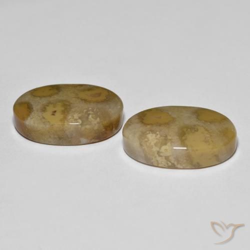 Shop natural 21.52ct マルチカラー 化石サンゴ gems, 楕円形, from インドネシア at GemSelect. In stock, global shipping!