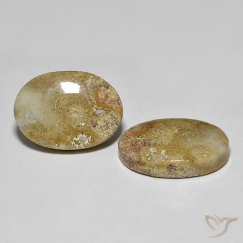 Shop natural 16.68ct マルチカラー 化石サンゴ gems, 楕円形, from インドネシア at GemSelect. In stock, global shipping!