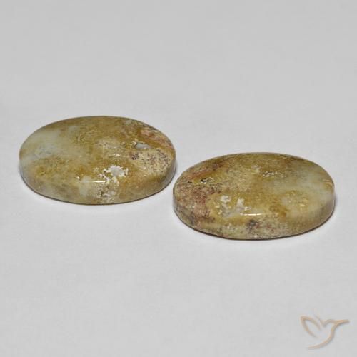 Shop natural 16.68ct マルチカラー 化石サンゴ gems, 楕円形, from インドネシア at GemSelect. In stock, global shipping!