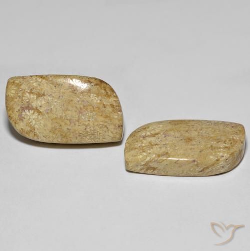 Shop natural 27.38ct マルチカラー 化石サンゴ gems, ファンシー, from インドネシア at GemSelect. In stock, global shipping!